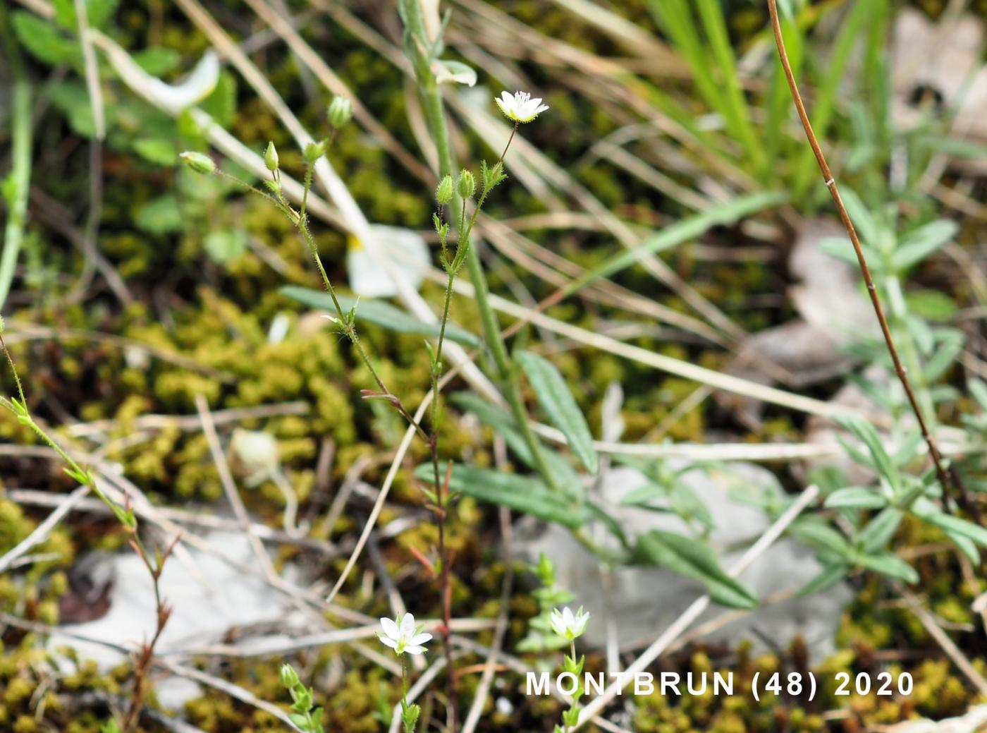 Sandwort, Fine-leaved plant